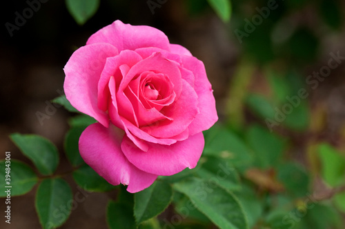 春から秋にかけてピンクの美しい花を咲かせるうららという名の薔薇の花