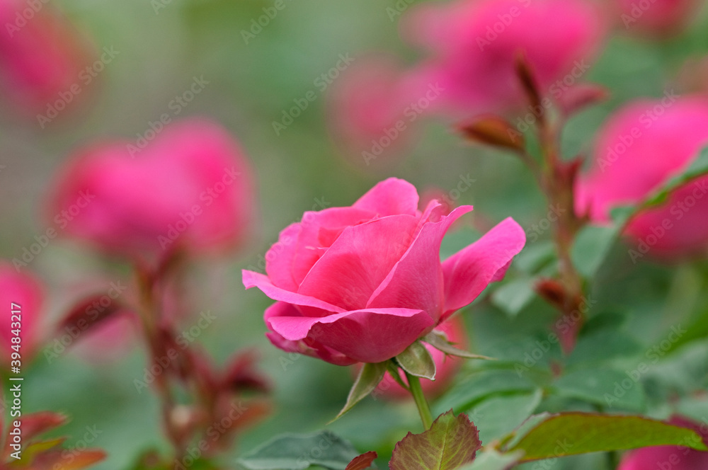 春から秋にかけてピンクの美しい花を咲かせるうららという名の薔薇の花