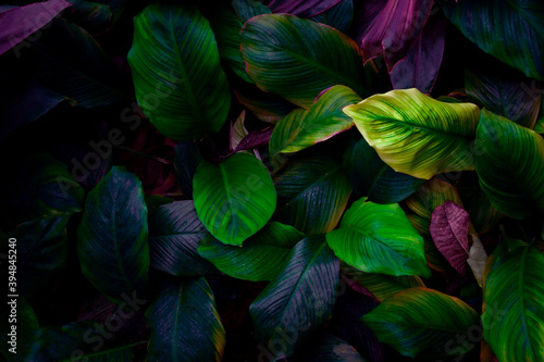 closeup-nature-view-of-tropical-leaf-background-dark-tone-concept