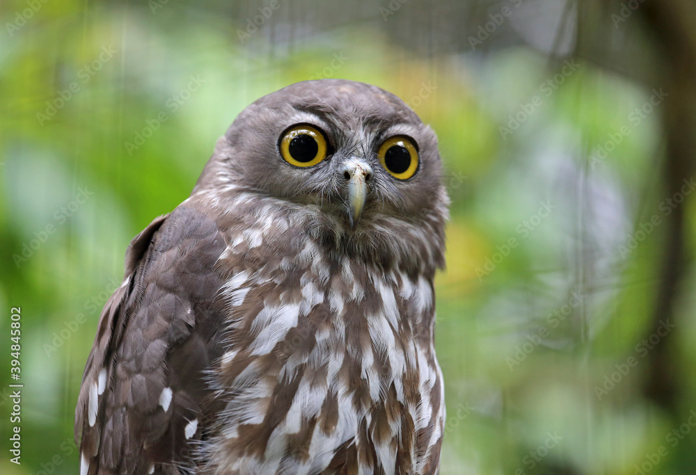 Fototapeta premium Barking owl portrait - Victoria, Australia