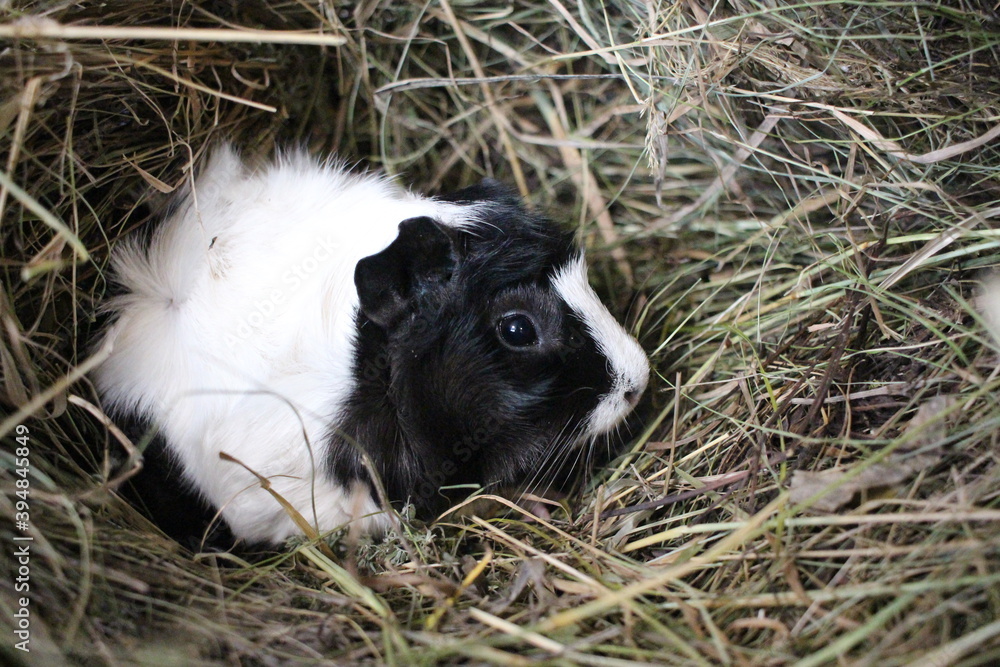 Guinea pig pet rodent sitting in the hay eating food Guinea pig pet rodent sitting in the hay eating food