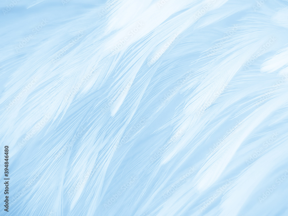 Beautiful abstract blue feathers on white background and soft white feather texture on blue pattern and blue background, feather background, blue theme valentines day Beautiful abstract blue feathers on white background and soft white feather texture on blue pattern and blue background, feather background, blue theme valentines day