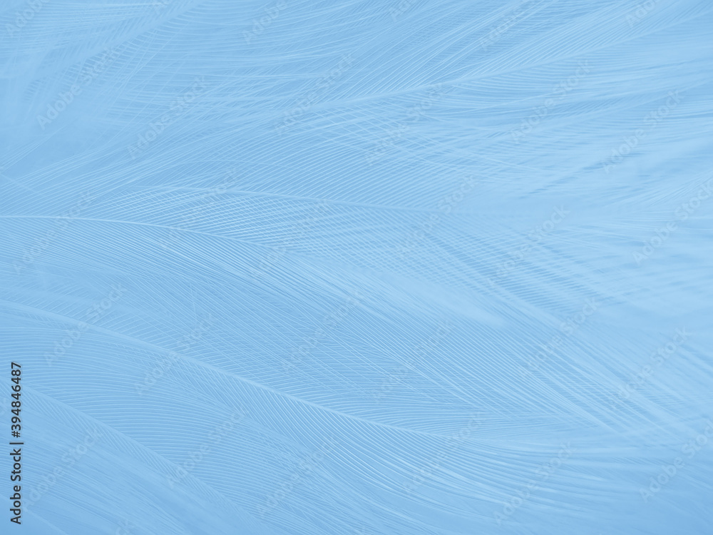 Obraz premium Beautiful abstract blue feathers on white background and soft white feather texture on blue pattern and blue background, feather background, blue theme valentines day