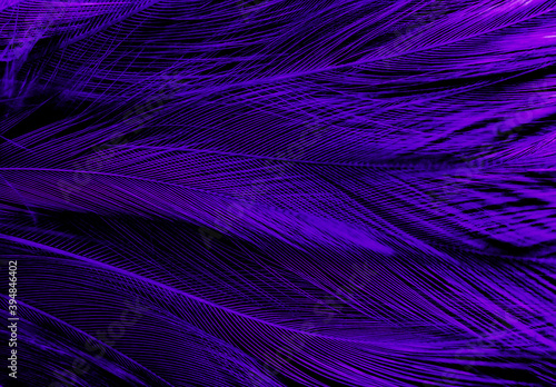 Beautiful abstract purple feathers on dark background  black feather texture on dark pattern and purple background  colorful feather wallpaper  love theme  valentines day