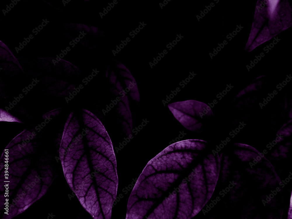 Beautiful abstract color blue and purple flowers on black background and pink graphic pink flower frame and pink leaves texture, purple background, colorful graphics banner, pink background 