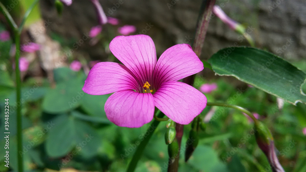 mini violet field flower native to southern Brazil mini violet field flower native to southern Brazil