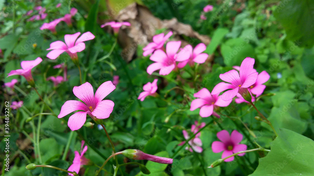 mini violet field flower native to southern Brazil mini violet field flower native to southern Brazil