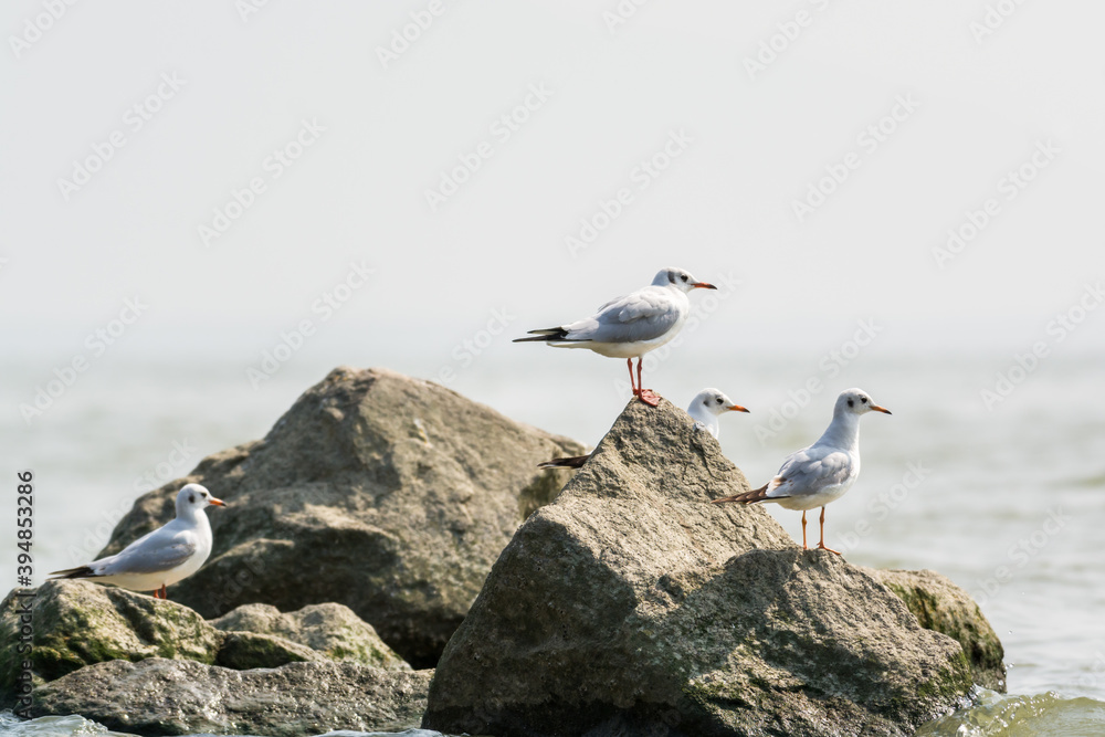 White seagulsl perching at the stone at Shenzhen Bay, China White seagulsl perching at the stone at Shenzhen Bay, China