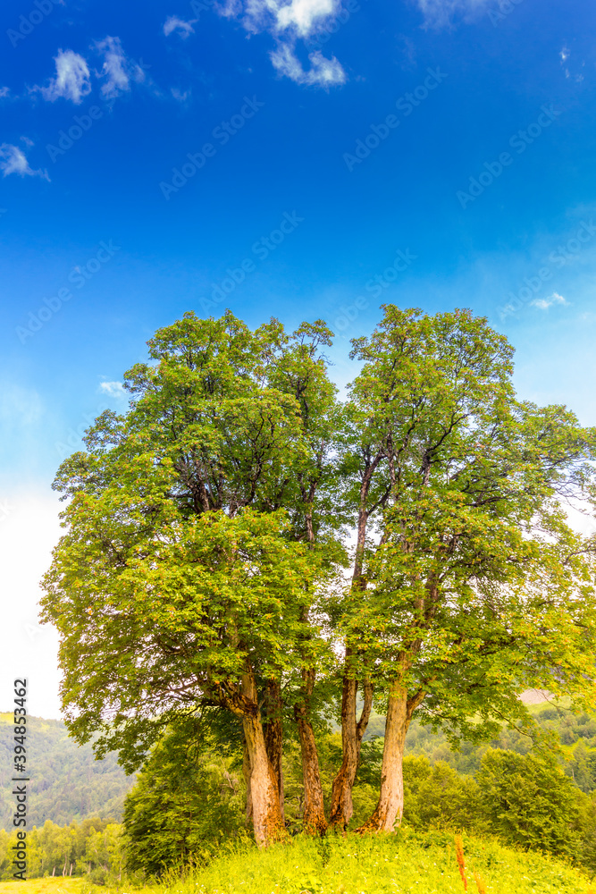 Beautiful scene at Caucasus mountains with trees