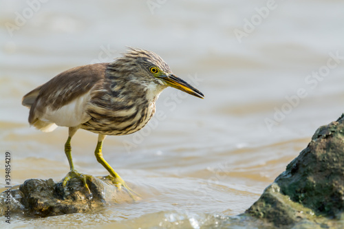 Chinese Pond heron with winter plumage perching at the stone at Shenzhen Bay, China