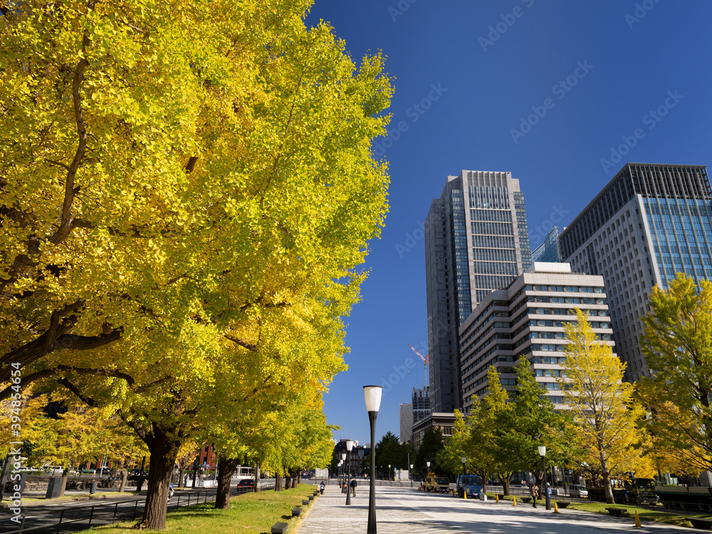 東京都　黄葉した丸の内のイチョウ並木