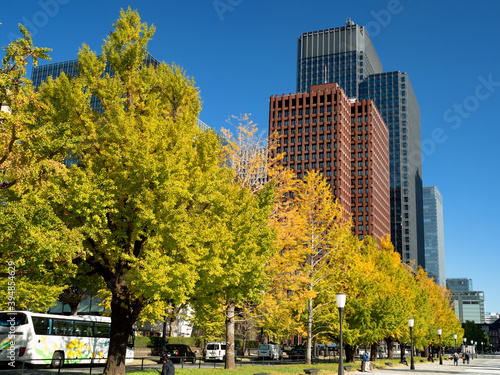 Obraz na płótnie 東京都 黄葉した丸の内のイチョウ並木
w salonie