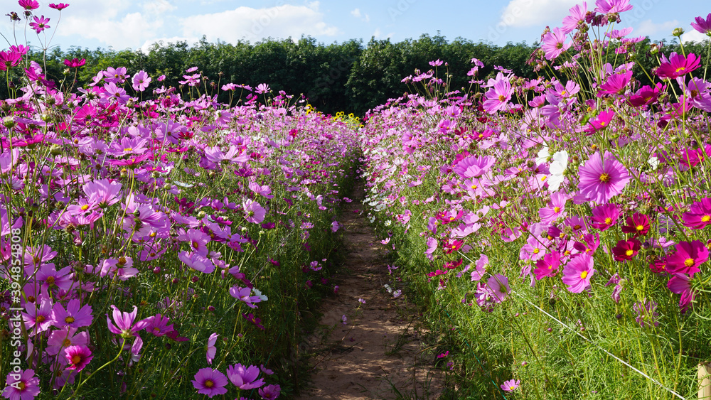 Obraz premium Pink cosmos flowers in the field