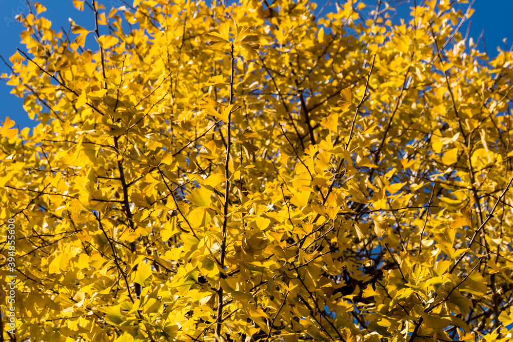 Yellow-colored Ginkgo Trees in Japan Yellow-colored Ginkgo Trees in Japan