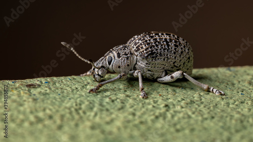 Broad-nosed Weevil on a green wall photo