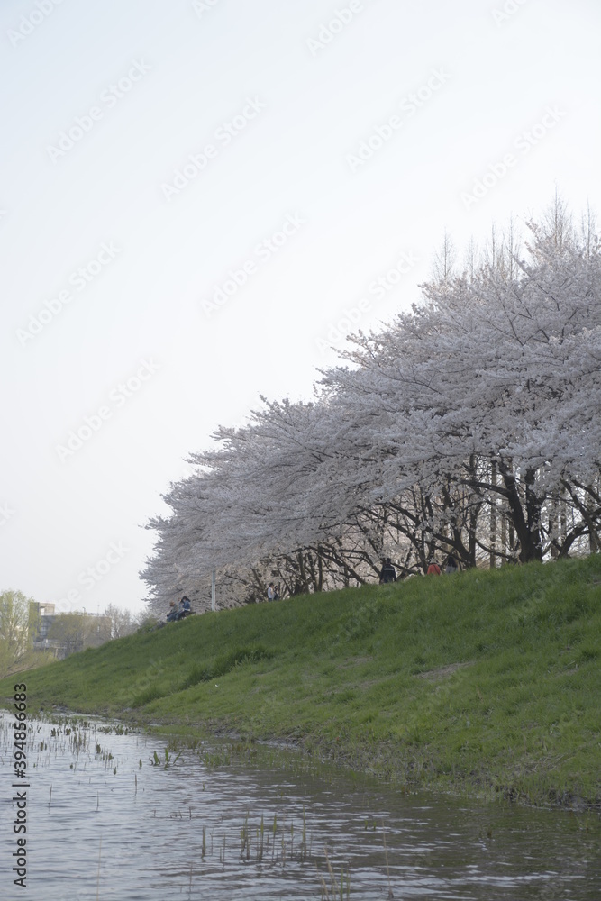 桜
桜