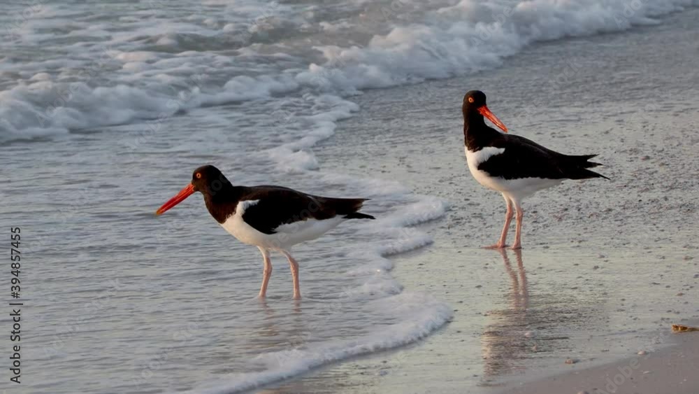 American Oystercatcher (Haematopus palliatus) feeding at sunset on the Gulf of Mexico at St. Pete Beach, Florida. American Oystercatcher (Haematopus palliatus) feeding at sunset on the Gulf of Mexico at St. Pete Beach, Florida.