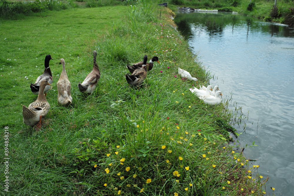 Group of ducks and gooses walking in the field at the outdoor farm Group of ducks and gooses walking in the field at the outdoor farm