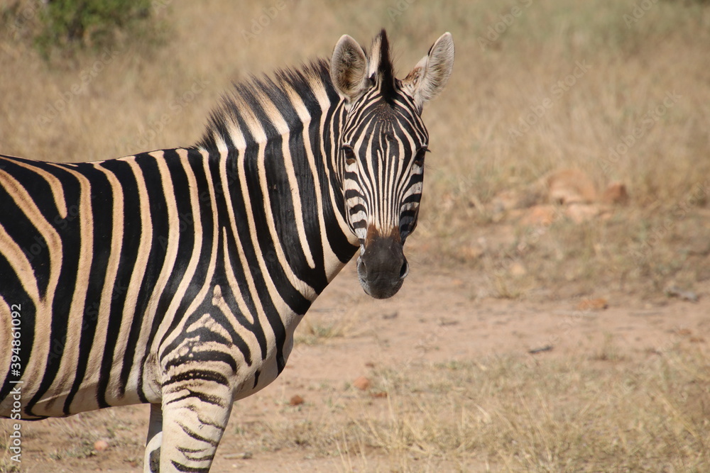 A zebra photographed in Kruger National Park South Africa A zebra photographed in Kruger National Park South Africa