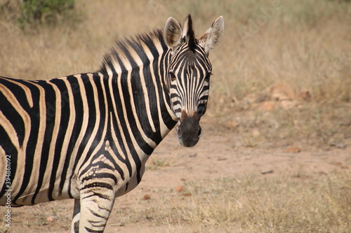 A zebra photographed in Kruger National Park South Africa