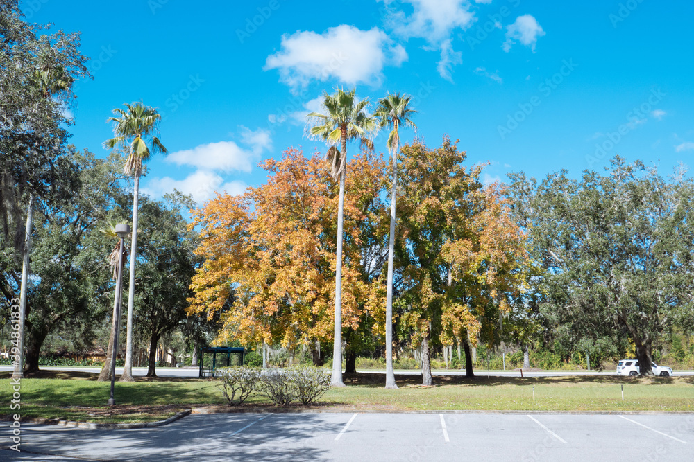 The Autumn landscape of Tampa Palms  in Florida