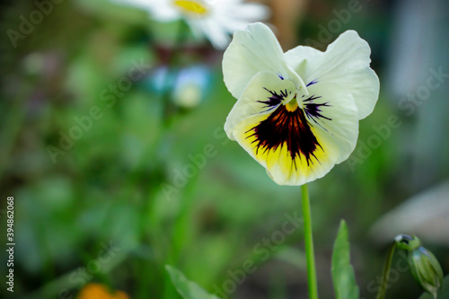 Pansy. Violets. Violet on a background of green foliage. Colorful violets. photo