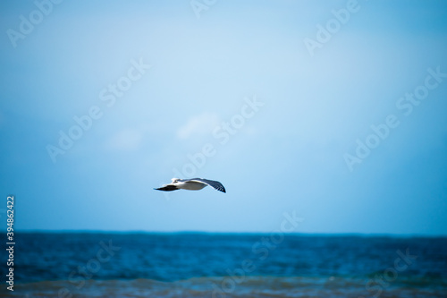 A sea bird soars through the sky