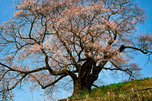 Tableau sur toile The heyday of Japanese cherry blossoms