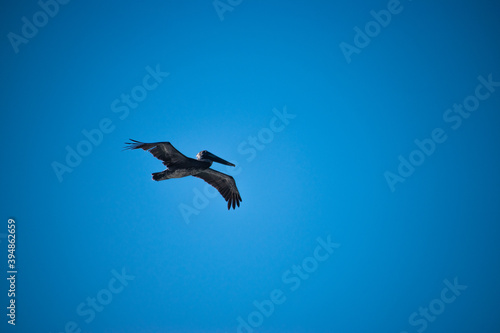 Pelican caught mid-flight in blue sky