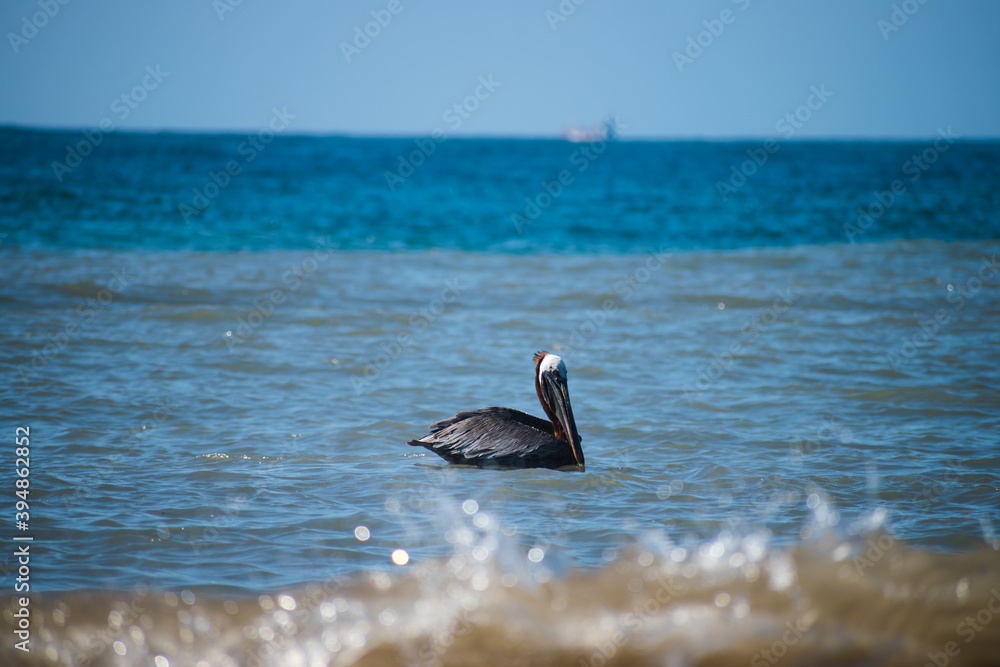Fototapeta premium Pelican sitting on the water on rocky waves