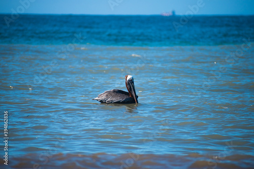 Pelican chilling on water surface