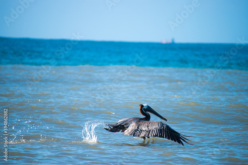Pelican brushing water off backside in preparation for take off