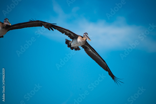 Two pelicans seemingly holding hands flying in jamaican skies
