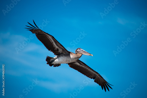 Pelican with outstretched wings flying in blue sky