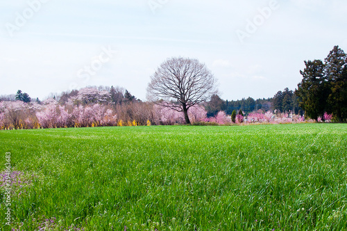 Quadro su tela The heyday of Japanese cherry blossoms