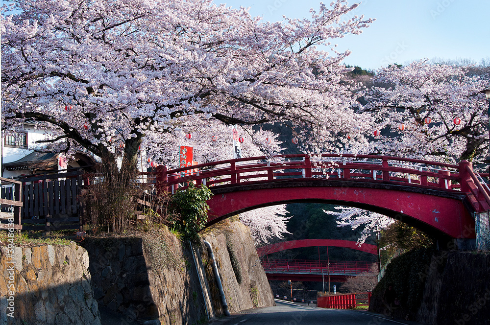 The heyday of Japanese cherry blossoms in Gunma Midori city