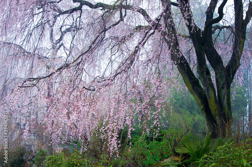 Photos The heyday of Japanese cherry blossoms