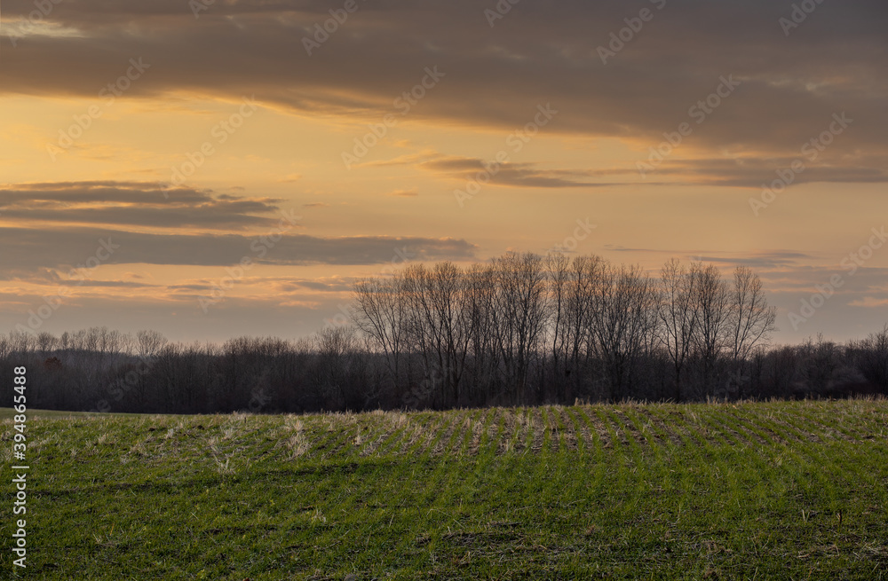 sunset in the field