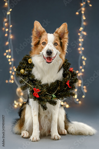 dog christmas wreath
