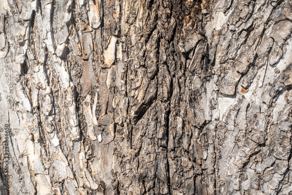 Texture of pine bark background Texture of pine bark background