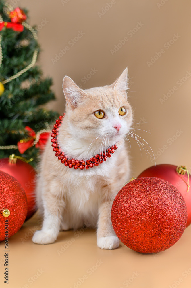 ginger cat by the Christmas tree ginger cat by the Christmas tree