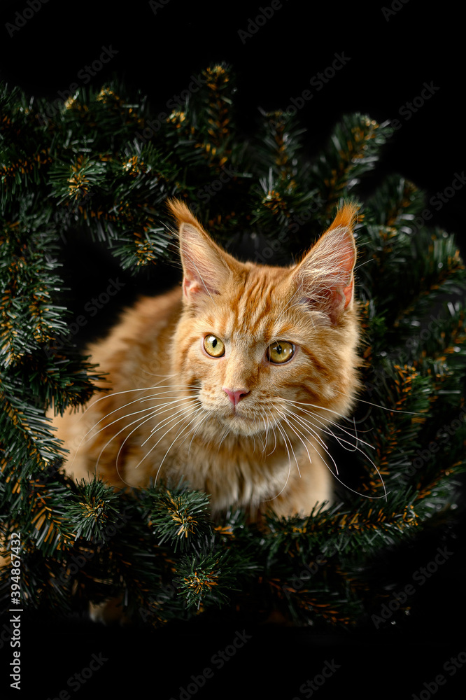 cat in a fir wreath cat in a fir wreath