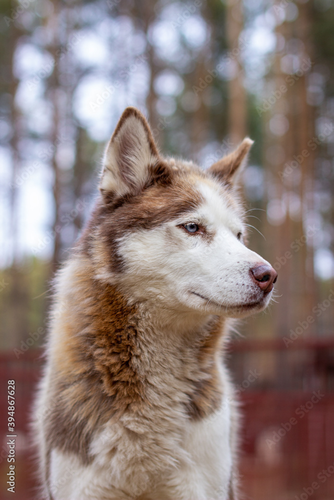 Portrait shot of a Siberian husky dog with blue eyes in nature.