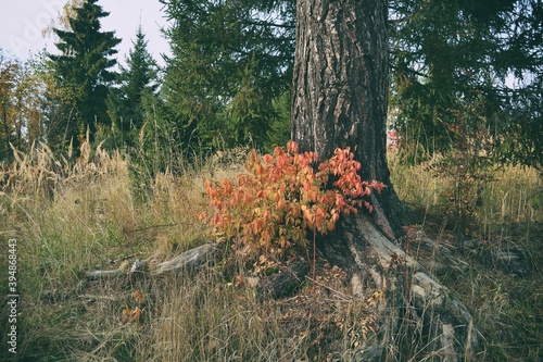 forest landscape in the fall photo