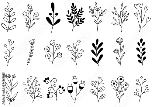 collection forest fern eucalyptus art foliage natural leaves herbs in line style. Decorative beauty elegant illustration for design hand drawn flower