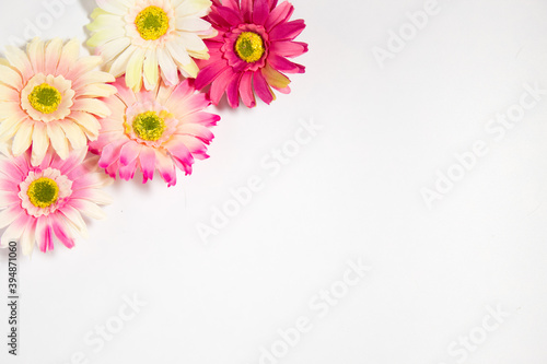 gerbera flowers multicolored on white background with place for text