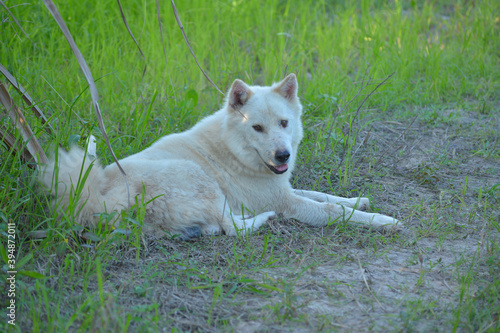 alaskan malamute dog