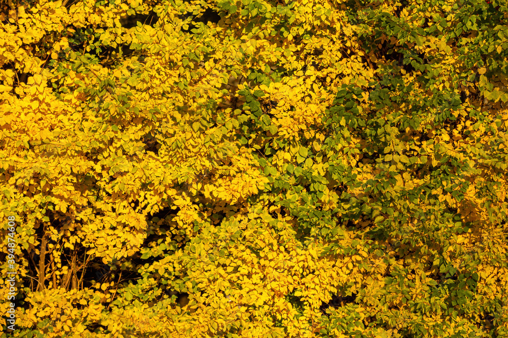 beautiful background texture of dense tree leaves under the sun on a sunny autumn day with yellow and golden colour beautiful background texture of dense tree leaves under the sun on a sunny autumn day with yellow and golden colour