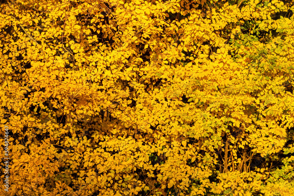 beautiful background texture of dense tree leaves under the sun on a sunny autumn day with yellow and golden colour beautiful background texture of dense tree leaves under the sun on a sunny autumn day with yellow and golden colour