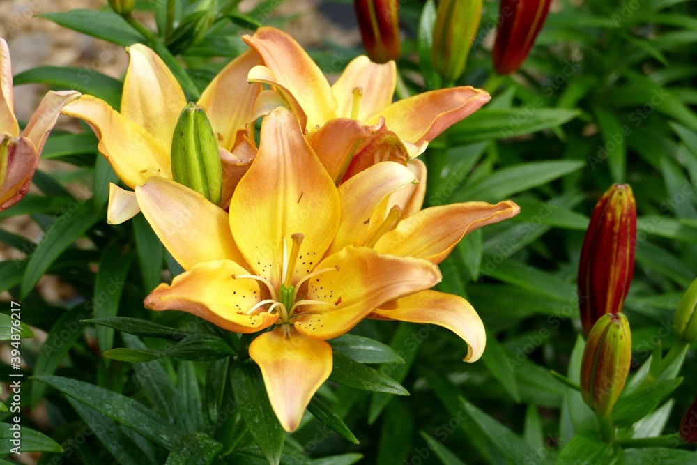 yellow lily flower